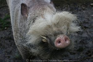 Das Bartschwein, ein tierischer Bartträger, der den Bart wichtiger findet, als freie Sicht